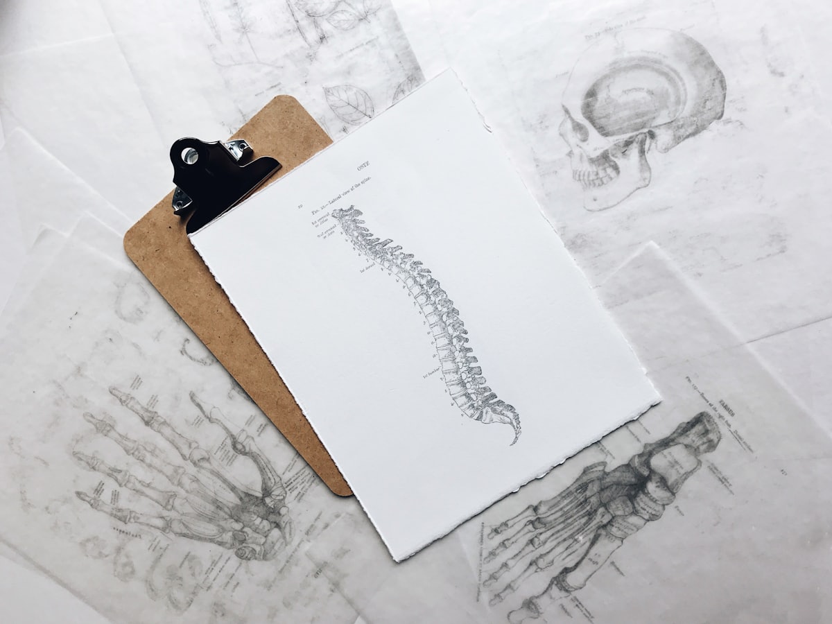 Spinal anatomy illustration